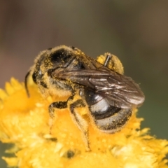 Lasioglossum (Chilalictus) sp. (genus & subgenus) at Fraser, ACT - 10 Jan 2024