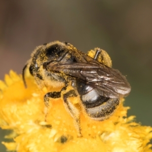 Lasioglossum (Chilalictus) sp. (genus & subgenus) at Dunlop Grassland (DGE) - 10 Jan 2024