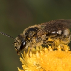 Lasioglossum (Chilalictus) sp. (genus & subgenus) at Fraser, ACT - 10 Jan 2024