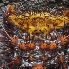 Chelepteryx collesi at Goorooyarroo NR (ACT) - 10 Jan 2024