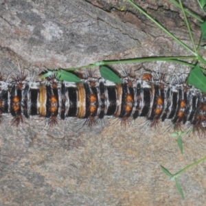 Chelepteryx collesi at Goorooyarroo NR (ACT) - 10 Jan 2024