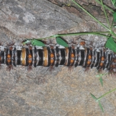 Chelepteryx collesi at Goorooyarroo NR (ACT) - 10 Jan 2024