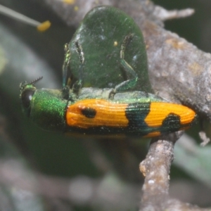 Castiarina scalaris at Goorooyarroo NR (ACT) - 10 Jan 2024