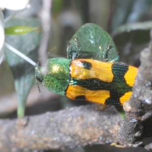 Castiarina scalaris at Goorooyarroo NR (ACT) - 10 Jan 2024