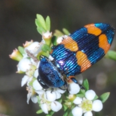 Castiarina klugii (Jewel beetle) at Tinderry, NSW - 10 Jan 2024 by Harrisi