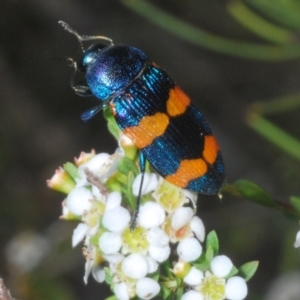 Castiarina klugii at Tinderry, NSW - suppressed