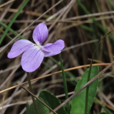 Viola betonicifolia (Mountain Violet) at Dry Plain, NSW - 11 Nov 2023 by AndyRoo
