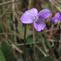 Viola betonicifolia at Top Hut TSR - 11 Nov 2023 11:38 AM