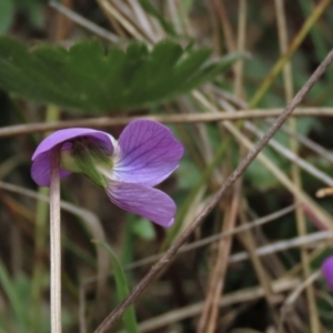 Viola betonicifolia at Top Hut TSR - 11 Nov 2023 11:38 AM