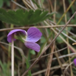 Viola betonicifolia at Top Hut TSR - 11 Nov 2023