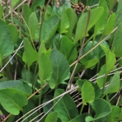 Viola betonicifolia at Top Hut TSR - 11 Nov 2023