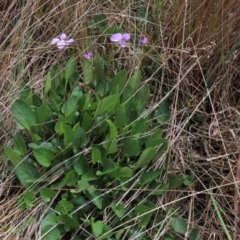 Viola betonicifolia at Top Hut TSR - 11 Nov 2023 11:38 AM