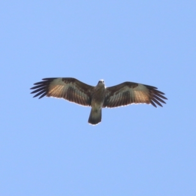 Haliastur indus (Brahminy Kite) at Cleveland, QLD - 10 Jan 2024 by TimL