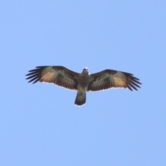 Haliastur indus (Brahminy Kite) at Cleveland, QLD - 9 Jan 2024 by TimL