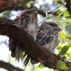 Podargus strigoides (Tawny Frogmouth) at Ormiston, QLD - 10 Jan 2024 by TimL