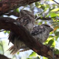 Podargus strigoides at Ormiston, QLD - 10 Jan 2024 10:50 AM