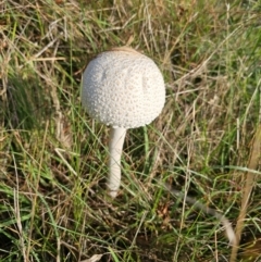 Macrolepiota dolichaula (Macrolepiota dolichaula) at Taylor, ACT - 11 Jan 2024 by Jiggy