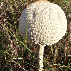 Macrolepiota dolichaula at Taylor, ACT - 11 Jan 2024 07:42 AM