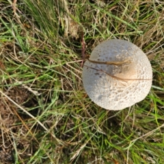 Macrolepiota dolichaula at Taylor, ACT - 11 Jan 2024