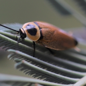 Ellipsidion australe at Cook, ACT - 13 Feb 2022