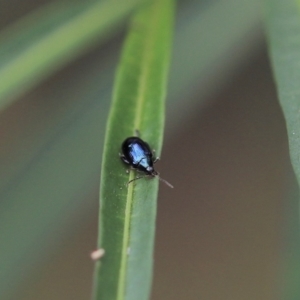 Arsipoda chrysis at Cook, ACT - 8 Feb 2022