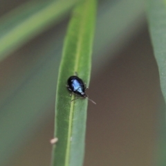 Arsipoda chrysis (Flea beetle) at Cook, ACT - 8 Feb 2022 by Tammy