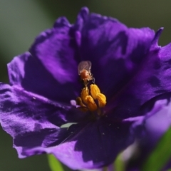 Lauxaniidae (family) (Unidentified lauxaniid fly) at Cook, ACT - 8 Feb 2022 by Tammy