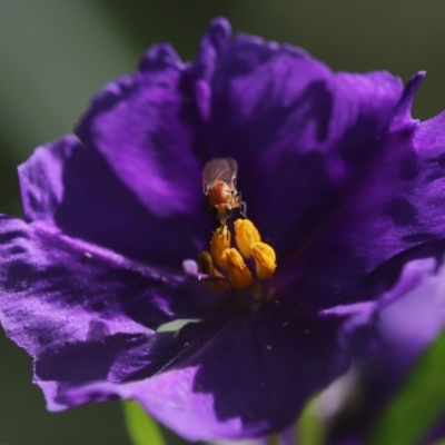 Lauxaniidae (family) (Unidentified lauxaniid fly) at Cook, ACT - 8 Feb 2022 by Tammy