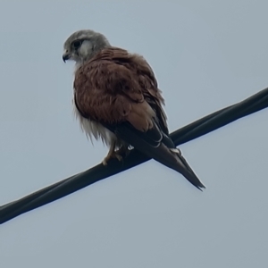 Falco cenchroides at Bulli, NSW - 11 Jan 2024 09:03 AM