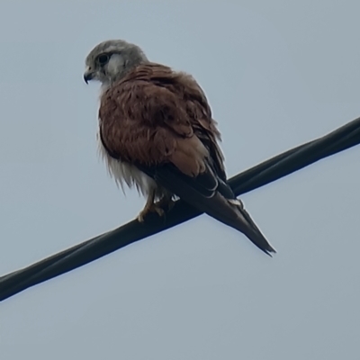 Falco cenchroides (Nankeen Kestrel) at Bulli, NSW - 10 Jan 2024 by JBishop