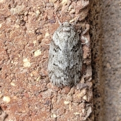 Philobota philostaura (A Concealer moth (Philobota group)) at Sullivans Creek, Lyneham South - 11 Jan 2024 by trevorpreston