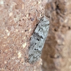 Philobota philostaura at Sullivans Creek, Lyneham South - 11 Jan 2024