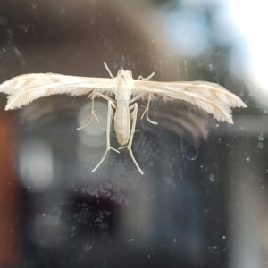 Wheeleria spilodactylus at Sullivans Creek, Lyneham South - 11 Jan 2024