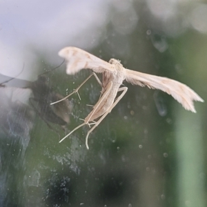 Wheeleria spilodactylus at Sullivans Creek, Lyneham South - 11 Jan 2024 09:17 AM