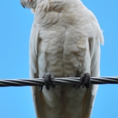 Cacatua sanguinea (Little Corella) at Holt, ACT - 11 Jan 2024 by JajiClack