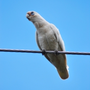 Cacatua sanguinea at Holt, ACT - 11 Jan 2024 10:00 AM