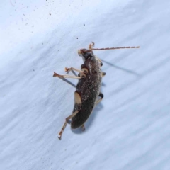 Alleculinae sp. (Subfamily) (Unidentified Comb-clawed beetle) at Turner, ACT - 6 Jan 2024 by ConBoekel