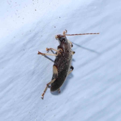 Alleculinae sp. (Subfamily) (Unidentified Comb-clawed beetle) at Turner, ACT - 6 Jan 2024 by ConBoekel