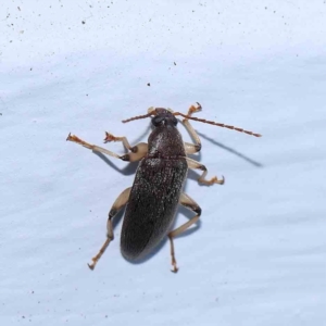 Alleculinae sp. (Subfamily) at Turner, ACT - 6 Jan 2024