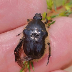 Bisallardiana gymnopleura (Brown flower chafer) at ANBG South Annex - 6 Jan 2024 by ConBoekel