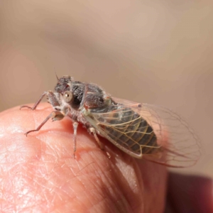 Atrapsalta furcilla at Black Mountain NR (BMS) - 6 Jan 2024