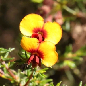 Dillwynia phylicoides at Black Mountain NR (BMS) - 6 Jan 2024
