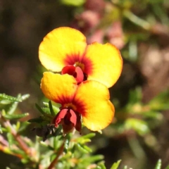 Dillwynia phylicoides (A Parrot-pea) at Black Mountain NR (BMS) - 5 Jan 2024 by ConBoekel
