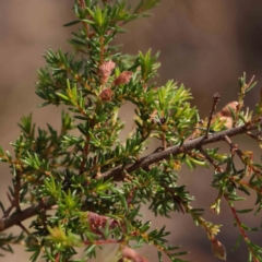 Dillwynia phylicoides at Black Mountain NR (BMS) - 6 Jan 2024 10:41 AM