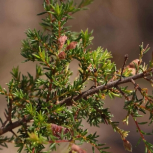 Dillwynia phylicoides at Black Mountain NR (BMS) - 6 Jan 2024 10:41 AM