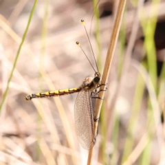 Suhpalacsa flavipes (Yellow Owlfly) at ANBG South Annex - 6 Jan 2024 by ConBoekel