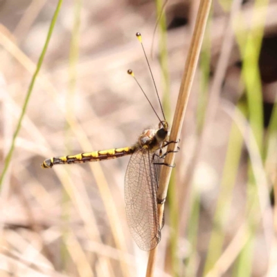 Suhpalacsa flavipes (Yellow Owlfly) at Black Mountain NR (BMS) - 6 Jan 2024 by ConBoekel