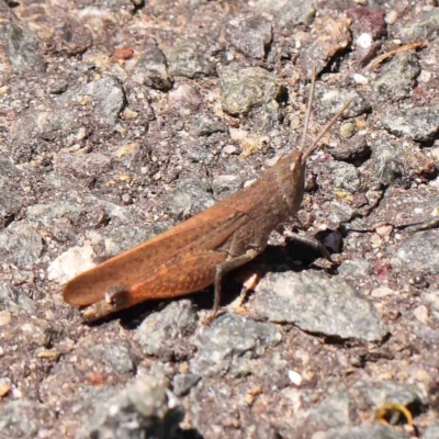 Goniaea opomaloides (Mimetic Gumleaf Grasshopper) at Acton, ACT - 6 Jan 2024 by ConBoekel