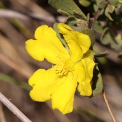 Hibbertia obtusifolia (Grey Guinea-flower) at Black Mountain NR (BMS) - 6 Jan 2024 by ConBoekel