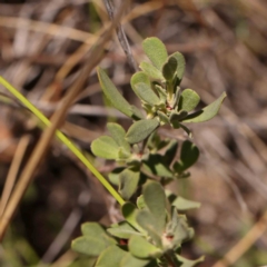 Hibbertia obtusifolia at Black Mountain NR (BMS) - 6 Jan 2024 11:12 AM